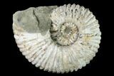 Huge, Tractor Ammonite (Douvilleiceras) Fossil - Madagascar #142945-2